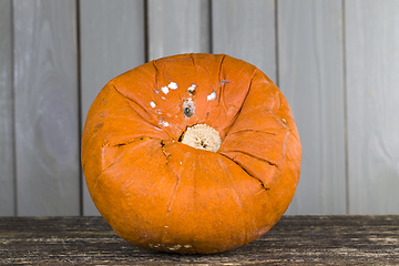 Image showing big ripe orange pumpkin , close-up of raw food for cooking, started rotting pumpkin