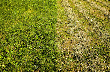 Image showing grass mowing care