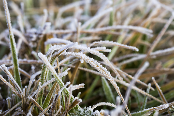 Image showing dry grass sticking out