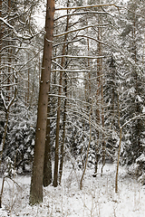 Image showing snow covered mixed trees