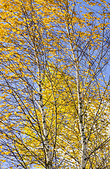 Image showing autumn landscape