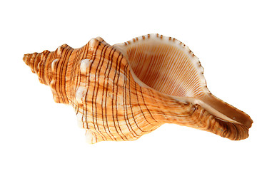 Image showing Big shell