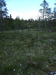 Image showing Swamp