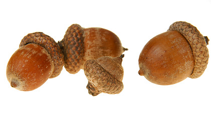 Image showing Acorns