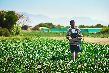 Image showing Farmer, agriculture and black man with crate on farm after harvest of vegetables on mockup. Agro, countryside and African person with box of green product, food or farming in field for sustainability