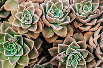 Image showing Nature, plant and closeup of succulent in garden for texture, environment and growth. Grow, desert and spring with cactus flowers arrangement for horticulture, ecology and leaf decoration