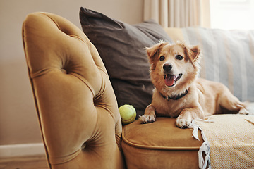 Image showing Home, pet and dog on a couch, relax and support in the living room, happy and chilling. Animal, canine and best friend on a sofa, tennis ball and cute in the lounge, playful and care in an apartment