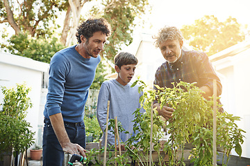 Image showing Family working in garden together in backyard with generations, grandfather with father and kid with plants. Bonding, love and nature with men and boy outdoor with green fingers and gardening at home