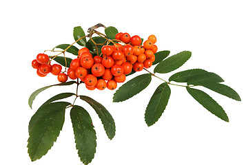 Image showing Red rowan