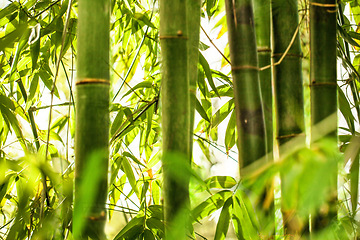 Image showing Bamboo forrest, closeup and leaves with growth, sunshine and outdoor in summer with natural landscape. Plants, trees and woods at park, countryside or jungle in nature, sustainability and environment