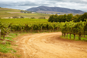 Image showing Farm, agriculture and sustainability with a dirt road through crops in nature for growing wine making grapes. Landscape, spring and growth in the countryside for the production of alcohol with a view