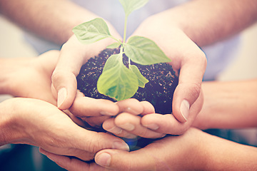 Image showing Closeup, plants and hands of group, people and sustainability in support, hope and care for climate change. Teamwork, trust and growth of leaf, soil and green future, collaboration and accountability