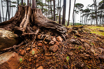 Image showing Trees, nature and environment with stump in forest for growth, sustainability and earth. Greenery, spring and ecosystem with timber in countryside woods for plant, deforestation and park