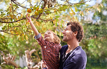 Image showing Picking apple, father or girl kid in garden with fruit and happy outdoor, love or family together in orchard. Man spending quality time with daughter on health farm, nutrition or food trees in nature