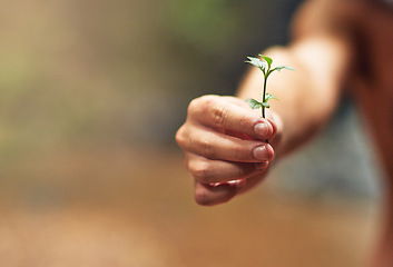 Image showing Nature growth, hands or plant for earth day, sustainability or gardening for agriculture care or farming. Green, eco friendly or closeup of person hand holding small natural plants for development