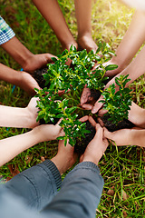 Image showing Plants, gardening and the hands of people outdoor, planting green growth in soil for sustainability or conservation. Nature, spring and earth day with a team working as an eco friendly community