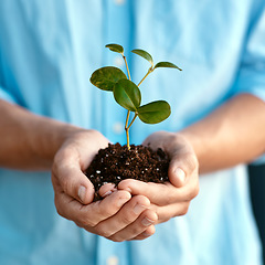 Image showing Plant, growth and sustainability with a person holding a budding flower in soil closeup for conservation. Earth, spring or nature with hands nurturing growing plants in dirt for environmental ecology