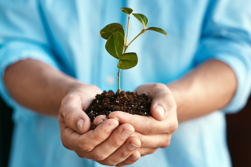 Image showing Plant, growth and sustainability with the hands of a person holding a budding flower in soil closeup for conservation. Earth, spring and nature with an adult nurturing plants in dirt for ecology