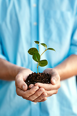 Image showing Plant, growth and sustainability with hands holding a budding flower in soil closeup for conservation. Earth, spring or nature with a person nurturing growing plants in dirt for environmental ecology