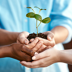 Image showing Plant, growth and sustainability with people holding a budding flower in soil closeup for conservation. Earth, spring and nature with adults nurturing growing plants in dirt for environmental ecology