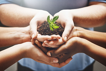 Image showing Plant, hands and group of people volunteering, agriculture and agriculture growth or collaboration, help and teamwork. Palm, sapling soil and diversity woman, man or community in sustainable farming