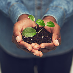 Image showing Closeup, man and hands with plant with eco friendly for the environment and sustainability with recycling. Entrepreneur, male person and hand with fertilizer for green energy and growing at a farm.