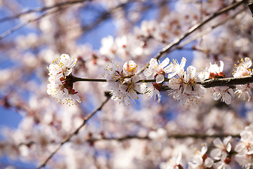 Image showing apricot in the spring garden