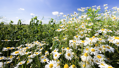 Image showing white daisies