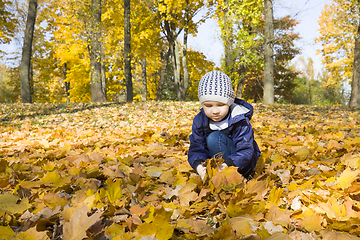 Image showing boy and fallen yellow leaves