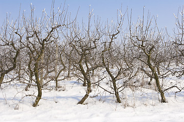 Image showing apple orchard covered in snow