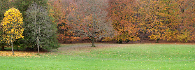 Image showing Autumn trees with red and yellow leaves