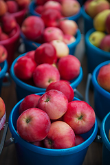 Image showing Red ripe apples in bucket.