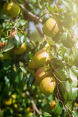 Image showing Pear tree with fruit