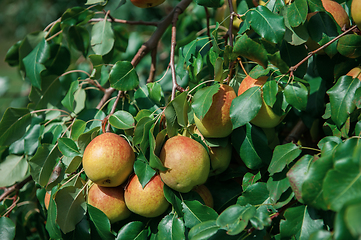 Image showing Pear tree with fruit