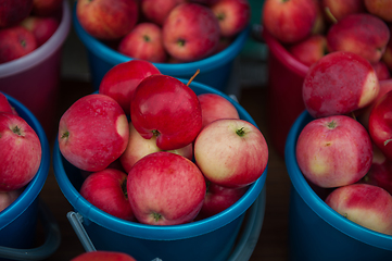 Image showing Red ripe apples in bucket.