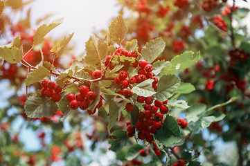 Image showing Red berries of hawthorn