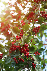 Image showing Red berries of hawthorn