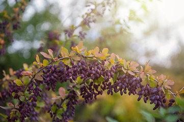 Image showing Ripe barberry on a green bush