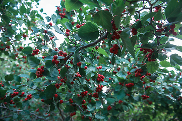 Image showing Red berries of hawthorn