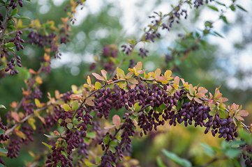 Image showing Ripe barberry on a green bush