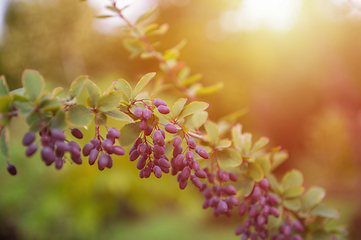 Image showing Ripe barberry on a green bush