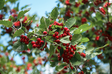 Image showing Red berries of hawthorn
