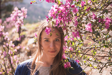 Image showing Blooming maralnik rhododendron in Altai mountains