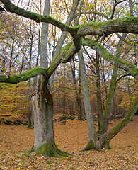 Image showing Autumn wood with trees and strange branch