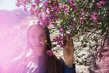 Image showing Blooming maralnik rhododendron in Altai mountains