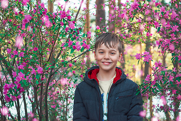 Image showing Blooming maralnik rhododendron in Altai mountains