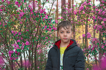 Image showing Blooming maralnik rhododendron in Altai mountains