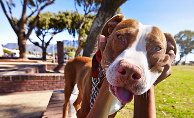 Image showing Pov, funny and face of dog with hands of person playing for happy, bonding and animal care. Park, nature and relax with closeup of man and pet in outdoors for companion, affectionate and happiness