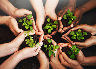 Image showing Hands together, plant soil and future growth with sustainability and community work. People above, green leaf and environment project for gardening, farming and sustainable eco dirt for agriculture