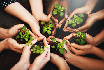 Image showing Hands together, plants soil and ecology growth with sustainability and community work. People, green leaf and environment project for gardening, farming and sustainable eco dirt for agriculture